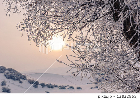 シルクロードの樹氷 シルクロードの樹氷 12822965