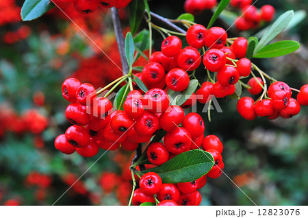 トキワサンザシ実 12823076