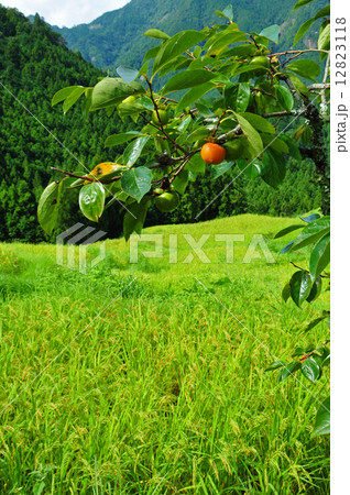 丸山千枚田 丸山千枚田 12823118