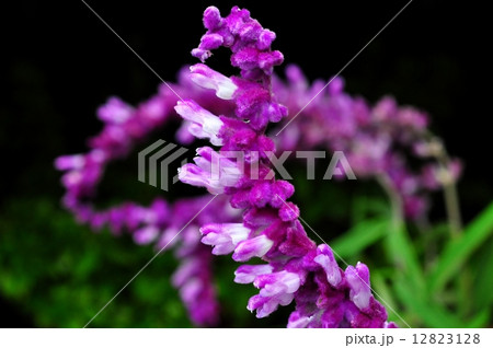 メキシカンブッシュセージ 12823128