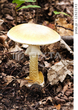The death cap mushroom The death cap mushroom 12823143