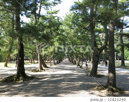 出雲大社の松の参道 12823240