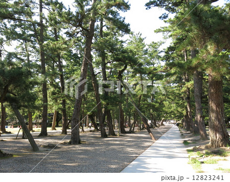 出雲大社の松の参道 12823241