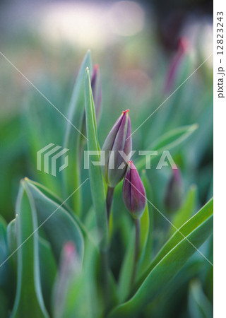 恋人?チューリップ 恋人?チューリップ 12823243