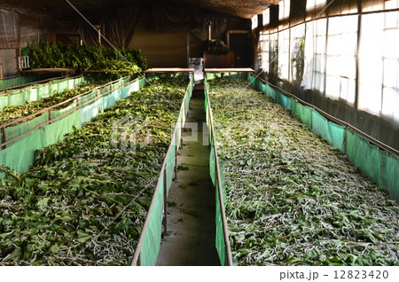 養蚕農家（埼玉県深谷市） 12823420