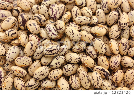 うずら豆 12823426