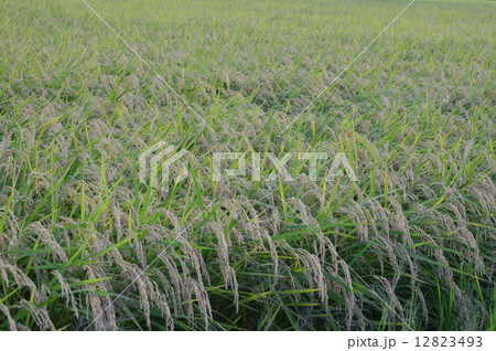 たわわに実った稲穂(埼玉県白岡市) たわわに実った稲穂(埼玉県白岡市) 12823493