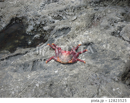 crab on the stones crab on the stones 12823525