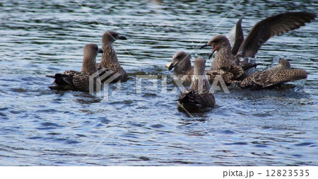 Seagulls family Seagulls family 12823535