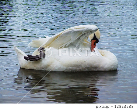 White swan on the water surface. 12823538
