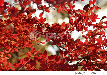 ドウダンツツジの紅葉 ドウダンツツジの紅葉 12823657