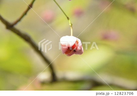 マユミの実 12823706