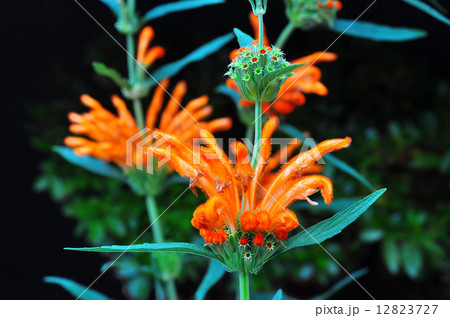 レオノティス 12823727