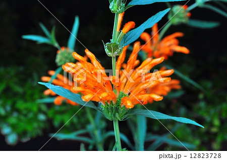 レオノティス 12823728