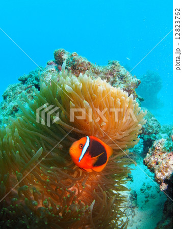 ハマクマノミ 12823762