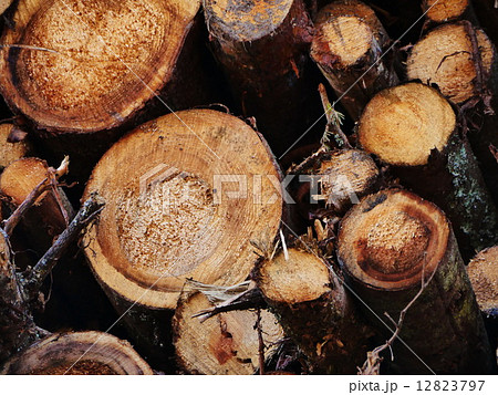 wood logs background 12823797