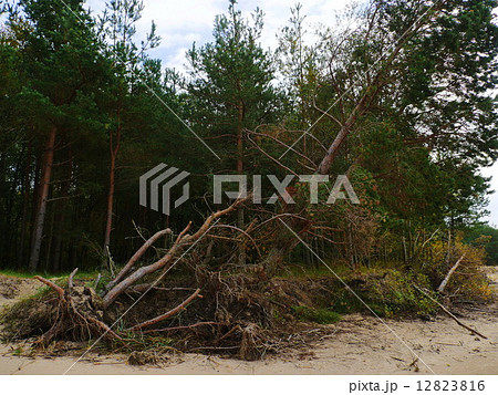 Big Fallen Tree after hurricane. Big Fallen Tree after hurricane. 12823816