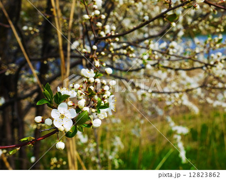 European cherry 12823862