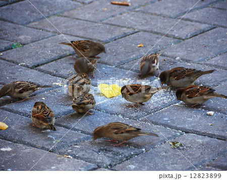 Small birds are feeding 12823899