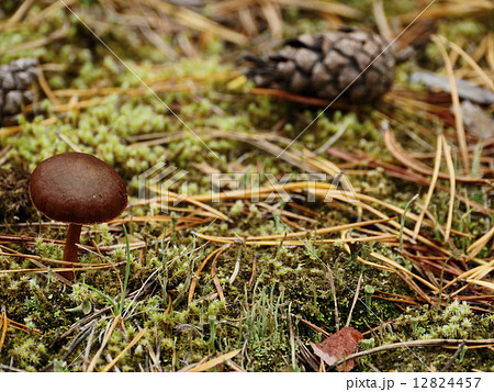 Mushrooms in autumn forest 12824457