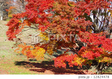 信州池田の七色大カエデの紅葉拡大 信州池田の七色大カエデの紅葉拡大 12824478