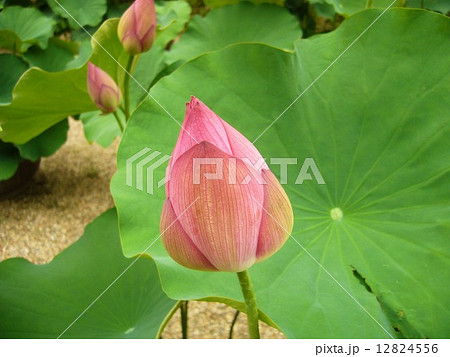 蓮の蕾 12824556