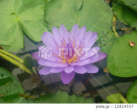 蓮の花 蓮の花 12824557