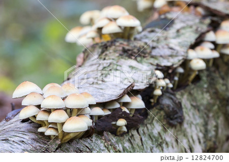 Sulphur tuft (Hypholoma fasciculare) 12824700