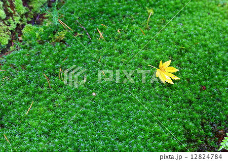 雲洞庵　～晩秋～ 12824784