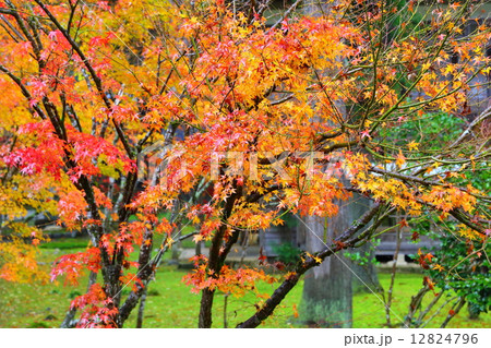 雲洞庵 ~晩秋~ 雲洞庵 ~晩秋~ 12824796