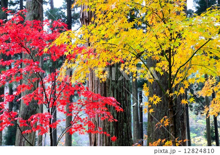 雲洞庵　～晩秋～ 12824810