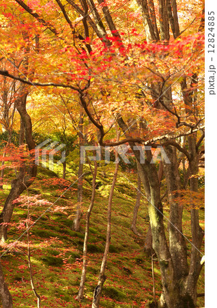 嵐山 常寂光寺 嵐山 常寂光寺 12824885