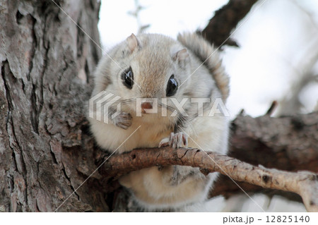 エゾモモンガ 12825140