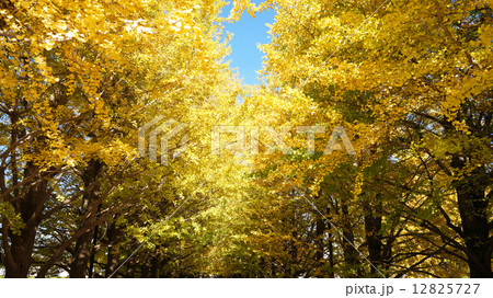 国営昭和記念公園　イチョウの並木 12825727