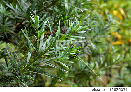 樹木・ラカンマキ　マキ科 12826031