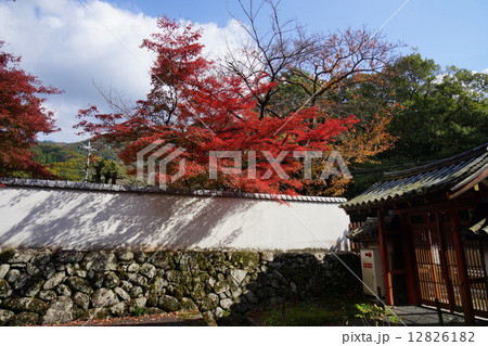 紅葉 12826182