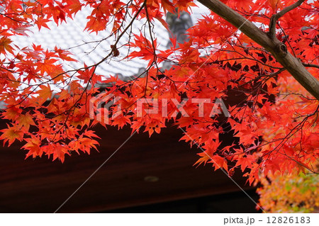 紅葉 12826183