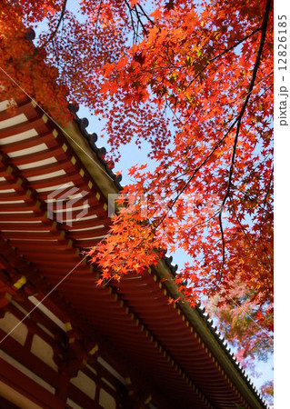 久安寺の紅葉 12826185