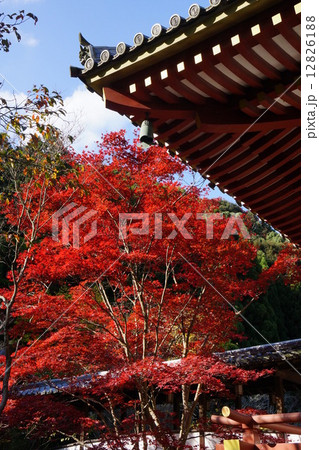久安寺の紅葉 12826188