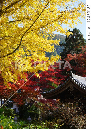 久安寺の紅葉 12826189