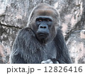横目で見るゴリラ 12826416