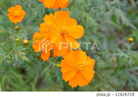 キバナコスモス（埼玉県比企郡ときがわ町） 12826726