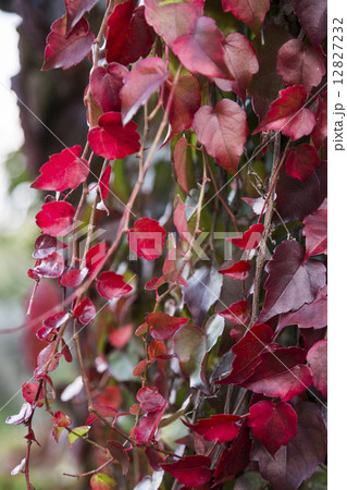 Red ivy creeper leaves on the wall of a building Red ivy creeper leaves on the wall of a building 12827232