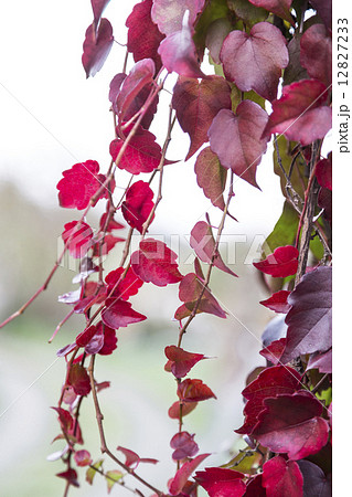 Red ivy creeper leaves on the wall of a building 12827233