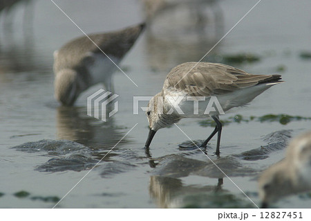 ハマシギ 12827451