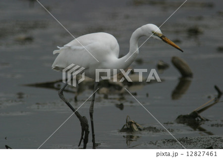 ダイサギ 12827461