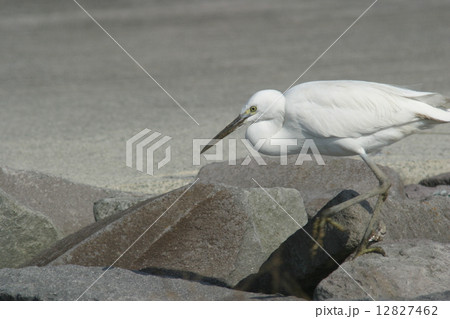 コサギ 12827462
