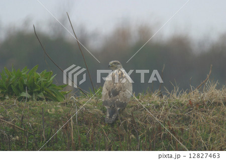 オオノスリ 12827463