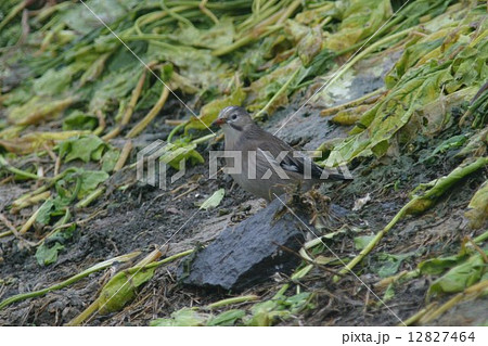 ギンムクドリ 12827464