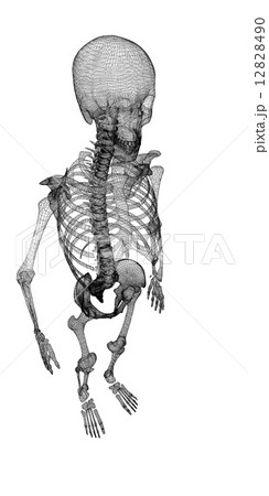 Human body, skeleton 12828490